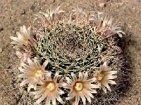 Mammillaria grusonii ©JL-270.jpg